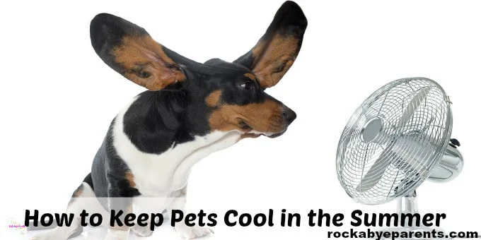 How to Keep Pets Cool without AC